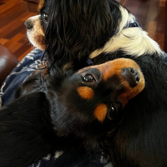 🐕Extra Shipping Label-for Over First Box- Cost $11 - Picture 1 of 1